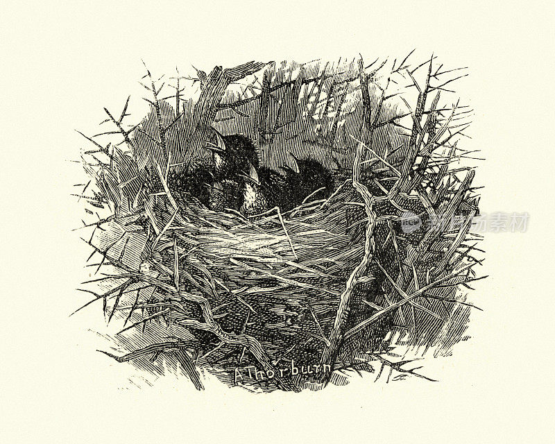 达特福德莺的巢和雏鸟(Sylvia undata)